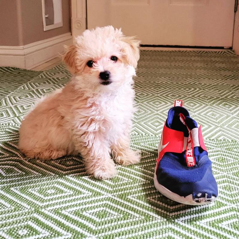 Quality CKC Bolognese Puppies Image eClassifieds4u