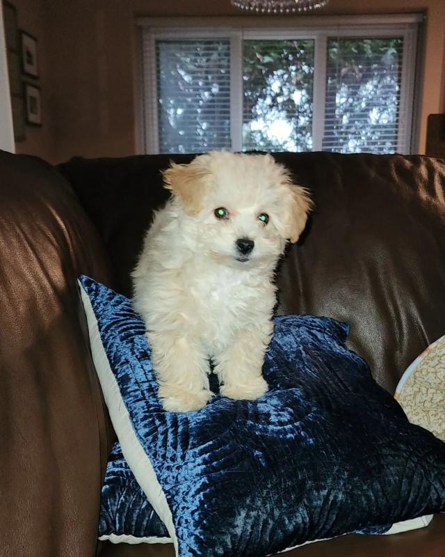 Quality CKC Bolognese Puppies Image eClassifieds4u