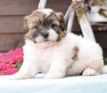 Affectionate Male and Female Shihpoo Puppies