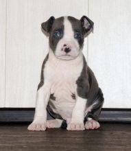 CKC American Pocket Bully Puppies for New Homes