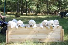 Excellent Labrador Retriever Puppies