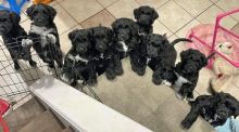 Registered Portuguese Water Dog Puppies Available