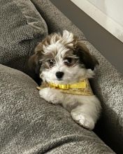 Healthy Cavachon Puppies For Free Adoption