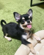 Two Chihuahua Puppies Needs a New Family