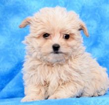 Affectionate Male and Female Shihpoo Puppies Image eClassifieds4u 2