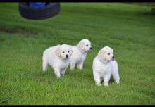Excellent Labrador Retriever Puppies Image eClassifieds4u 2
