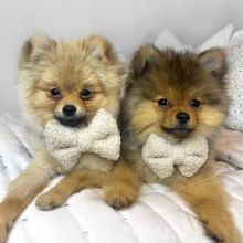 CKC Male and Female Pomchi Puppies Image eClassifieds4u 1