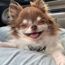 Two Chihuahua Puppies Needs a New Family Image eClassifieds4u 4