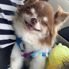 Two Chihuahua Puppies Needs a New Family Image eClassifieds4u 3