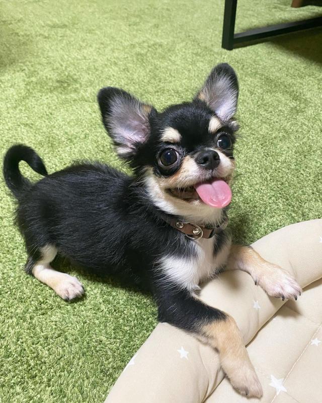 Two Chihuahua Puppies Needs a New Family Image eClassifieds4u