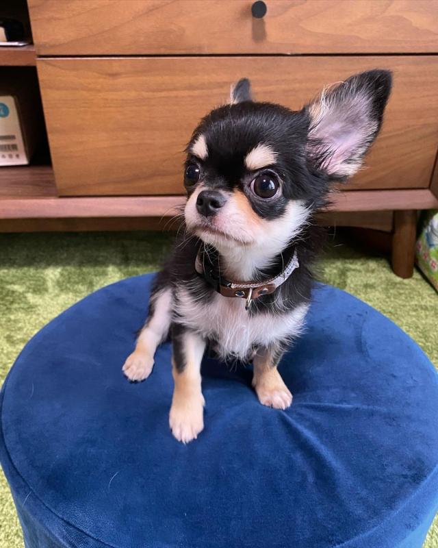 Two Chihuahua Puppies Needs a New Family Image eClassifieds4u
