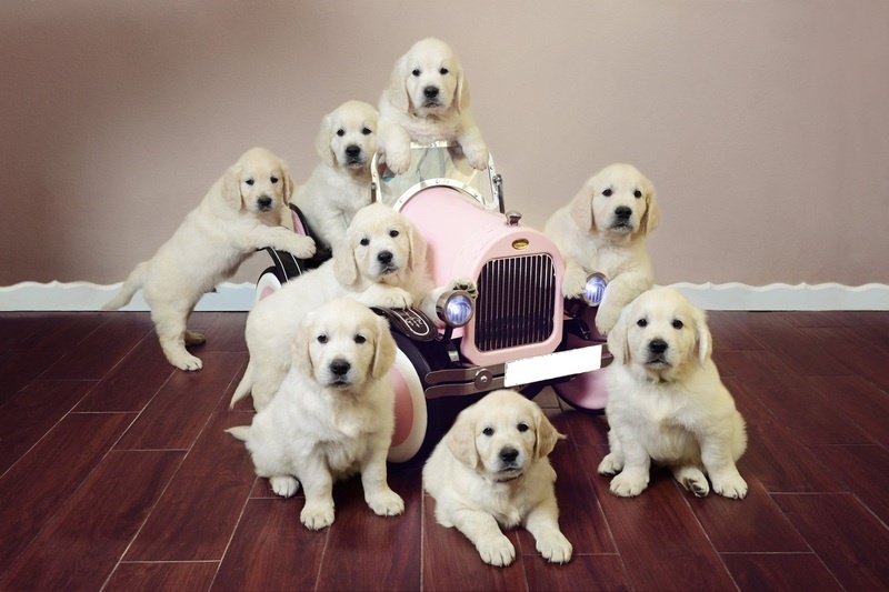 🟥🍁🟥 EXCELLENT C.K.C 🐶🐶 LABRADOR RETRIEVER PUPPIES 🟥🍁🟥 Image eClassifieds4u