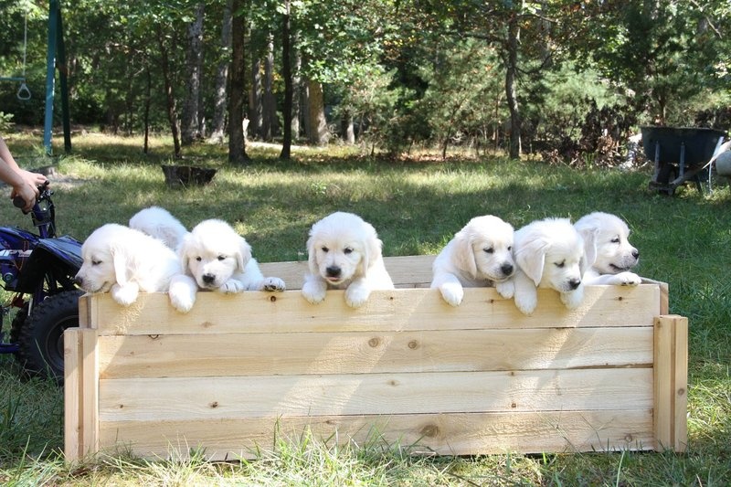 🟥🍁🟥 CKC 🐶 LABRADOR RETRIEVER PUPPIES 🟥🍁🟥 Image eClassifieds4u