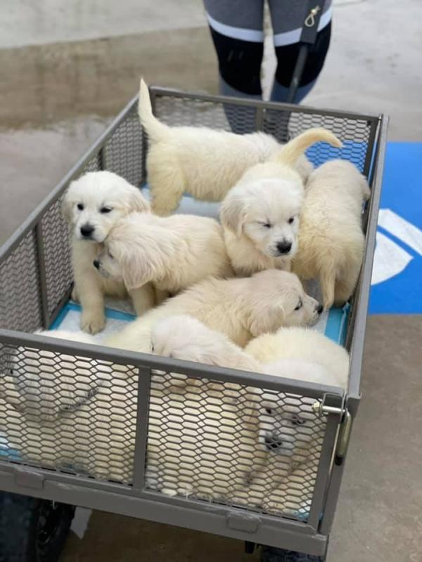 🟥🍁🟥 CKC 🐶 LABRADOR RETRIEVER PUPPIES 🟥🍁🟥 Image eClassifieds4u