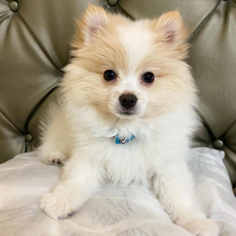 POMERANIAN PUPPIES LOOKING FOR FOREVER HOMES Image eClassifieds4u