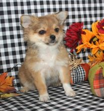 Awesome Chihuahua Puppies for Re-Homing