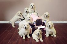 🟥🍁🟥 EXCELLENT C.K.C 🐶🐶 LABRADOR RETRIEVER PUPPIES 🟥🍁🟥