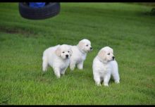 🟥🍁🟥 EXCELLENT C.K.C 🐶🐶 LABRADOR RETRIEVER PUPPIES 🟥🍁🟥