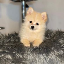 POMERANIAN PUPPIES LOOKING FOR FOREVER HOMES