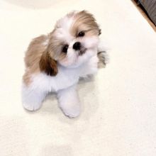 Gorgeous Full Pedigree SHIH TZU PUPPIES