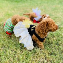 MALE and FEMALE CAVAPOO PUPPIES