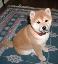 MALE and FEMALE SHIBA INU PUPPIES