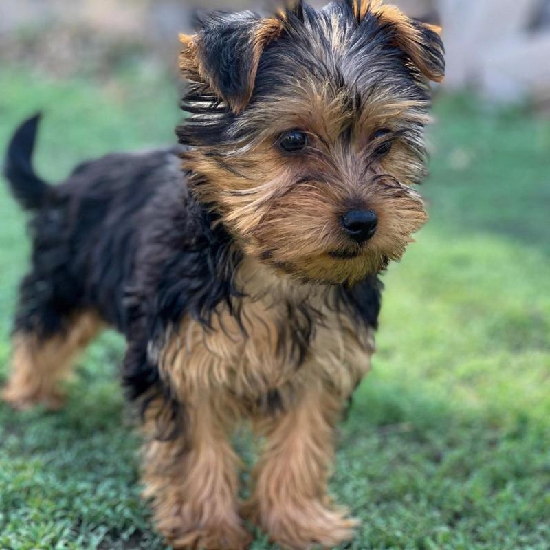 CUTE YORKSHIRE TERRIER PUPPIES Image eClassifieds4u