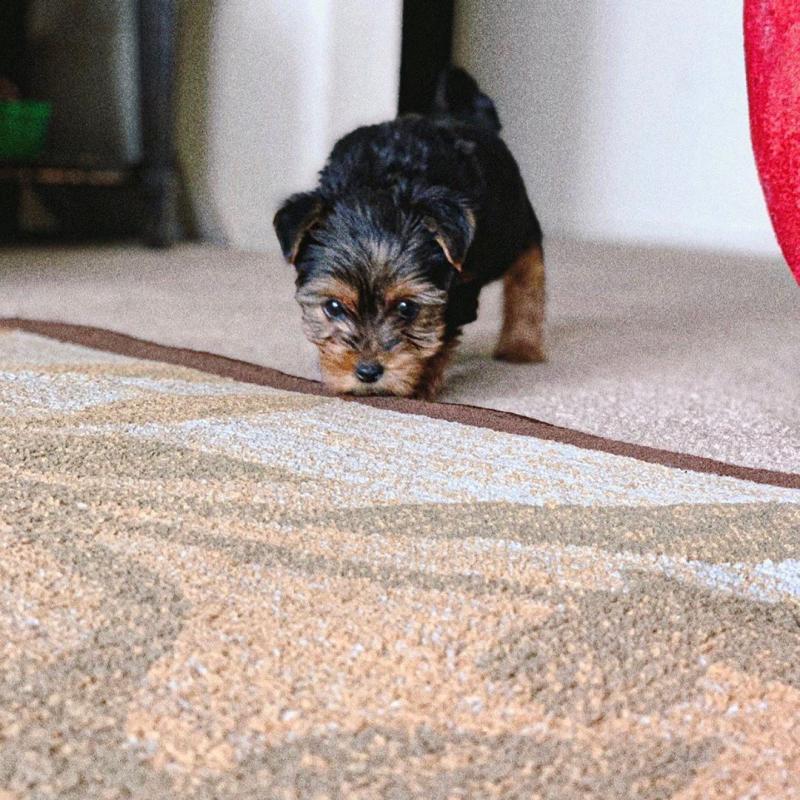 CUTE YORKSHIRE TERRIER PUPPIES Image eClassifieds4u