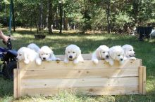 🟥🍁🟥 CKC 🐶 LABRADOR RETRIEVER PUPPIES 🟥🍁🟥 Image eClassifieds4u 3
