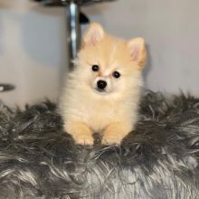 POMERANIAN PUPPIES LOOKING FOR FOREVER HOMES Image eClassifieds4u 1