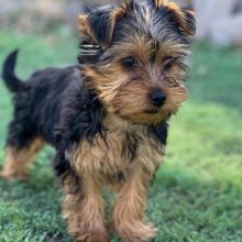 CUTE YORKSHIRE TERRIER PUPPIES Image eClassifieds4u 3