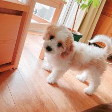 🟥🍁🟥 CKC 💖💕 MALE and FEMALE Cavachon PUPPIES Image eClassifieds4u 2