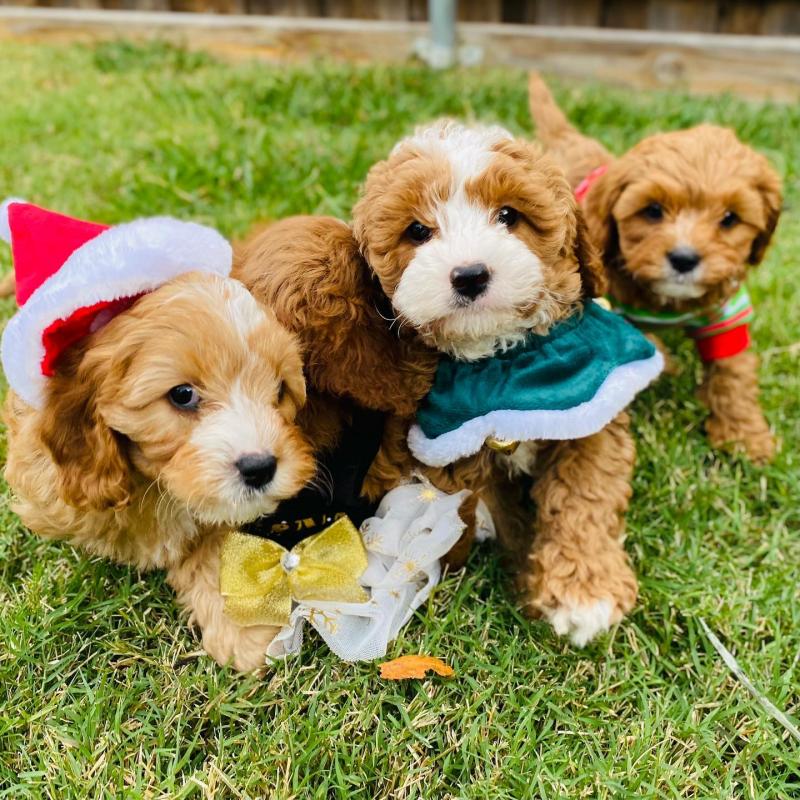 MALE and FEMALE CAVAPOO PUPPIES Image eClassifieds4u
