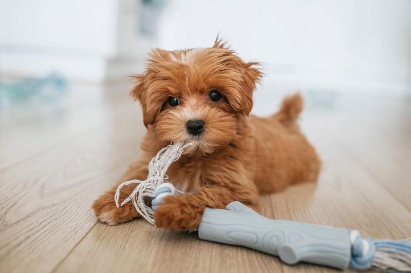 🟥🍁🟥 CANADIAN 🐶 MALTIPOO PUPPIES AVAILABLE Image eClassifieds4u