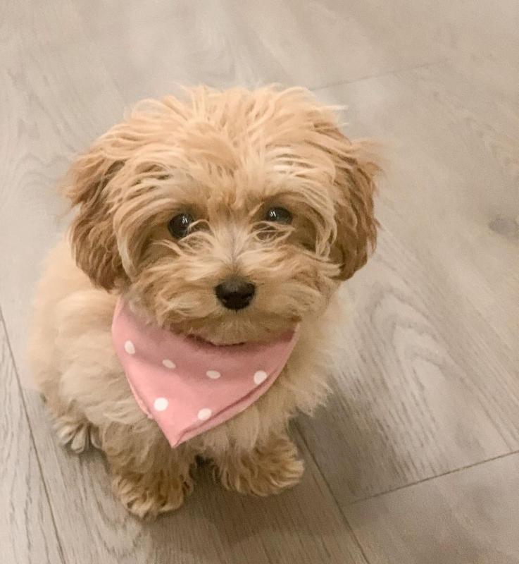 🟥🍁🟥 CANADIAN 🐶 MALTIPOO PUPPIES AVAILABLE Image eClassifieds4u