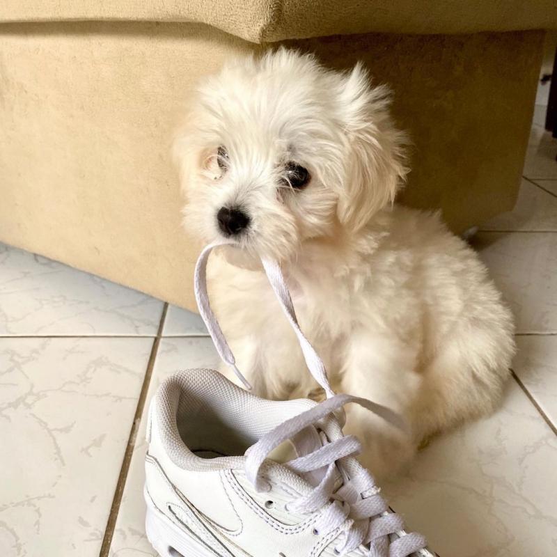 🟥🍁🟥 CANADIAN 🐶 MALTIPOO PUPPIES AVAILABLE Image eClassifieds4u