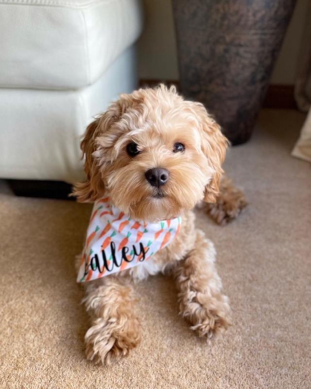🟥🍁🟥 CANADIAN 🐶 MALTIPOO PUPPIES AVAILABLE Image eClassifieds4u