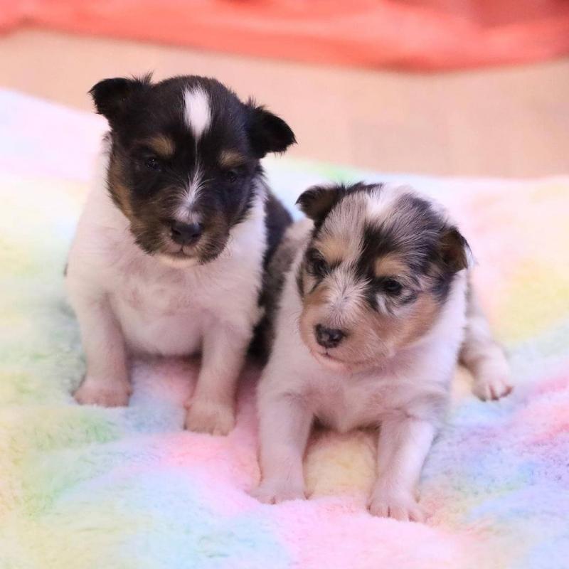 🟥🍁🟥 CANADIAN 🐶 Sheltie Puppies PUPPIES AVAILABLE Image eClassifieds4u