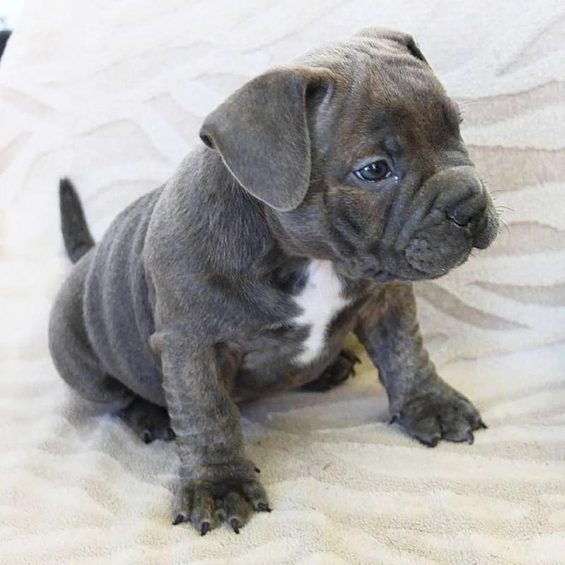 CKC American Pocket Bully Puppies for New Homes Image eClassifieds4u