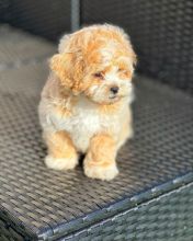 Affectionate Male and Female Shihpoo Puppies