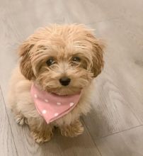 🟥🍁🟥 CANADIAN 🐶 MALTIPOO PUPPIES AVAILABLE