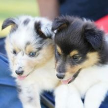 🟥🍁🟥 CANADIAN 🐶 SHELTIE PUPPIES AVAILABLE