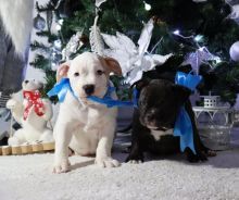 CKC American Pocket Bully Puppies for New Homes
