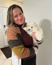 ADORABLE CKC REGISTERED COTON DE TULEAR PUPPIES PUPPIES