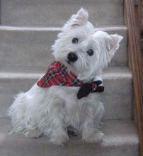 CKC West Highland White Terrier for Re-Homing