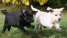 Labrador Retriever Puppies For Re-Homing