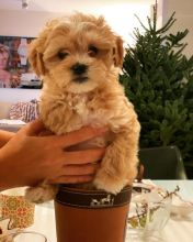 🟥🍁🟥 CANADIAN 🐶 MALTIPOO PUPPIES AVAILABLE Image eClassifieds4u 1