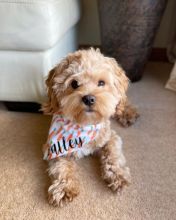🟥🍁🟥 CANADIAN 🐶 MALTIPOO PUPPIES AVAILABLE Image eClassifieds4u 2