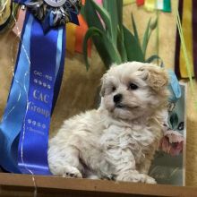 🟥🍁🟥 CANADIAN 🐶 MALTIPOO PUPPIES AVAILABLE Image eClassifieds4u 3