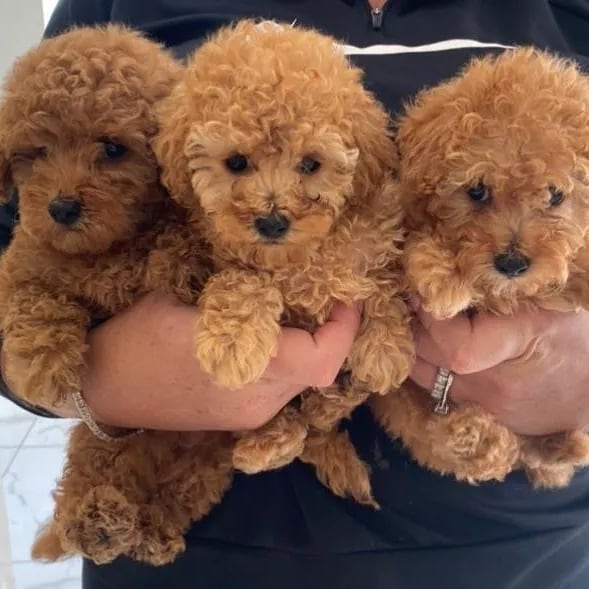 MALE AND FEMALE MALTIPOO PUPPIES AVAILABLE Image eClassifieds4u